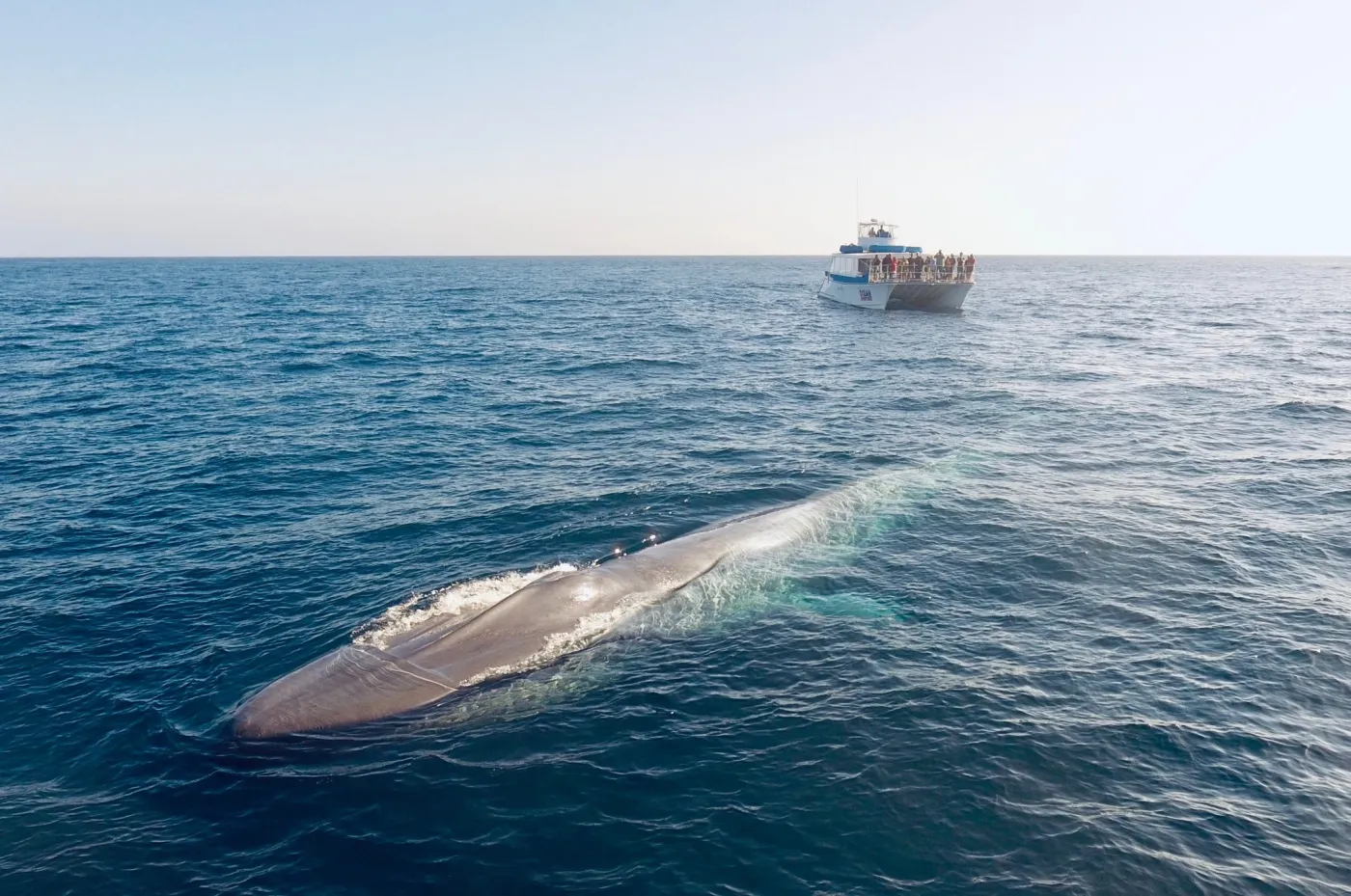 Dana Wharf Sportfishing & Whale Watching Dana Point