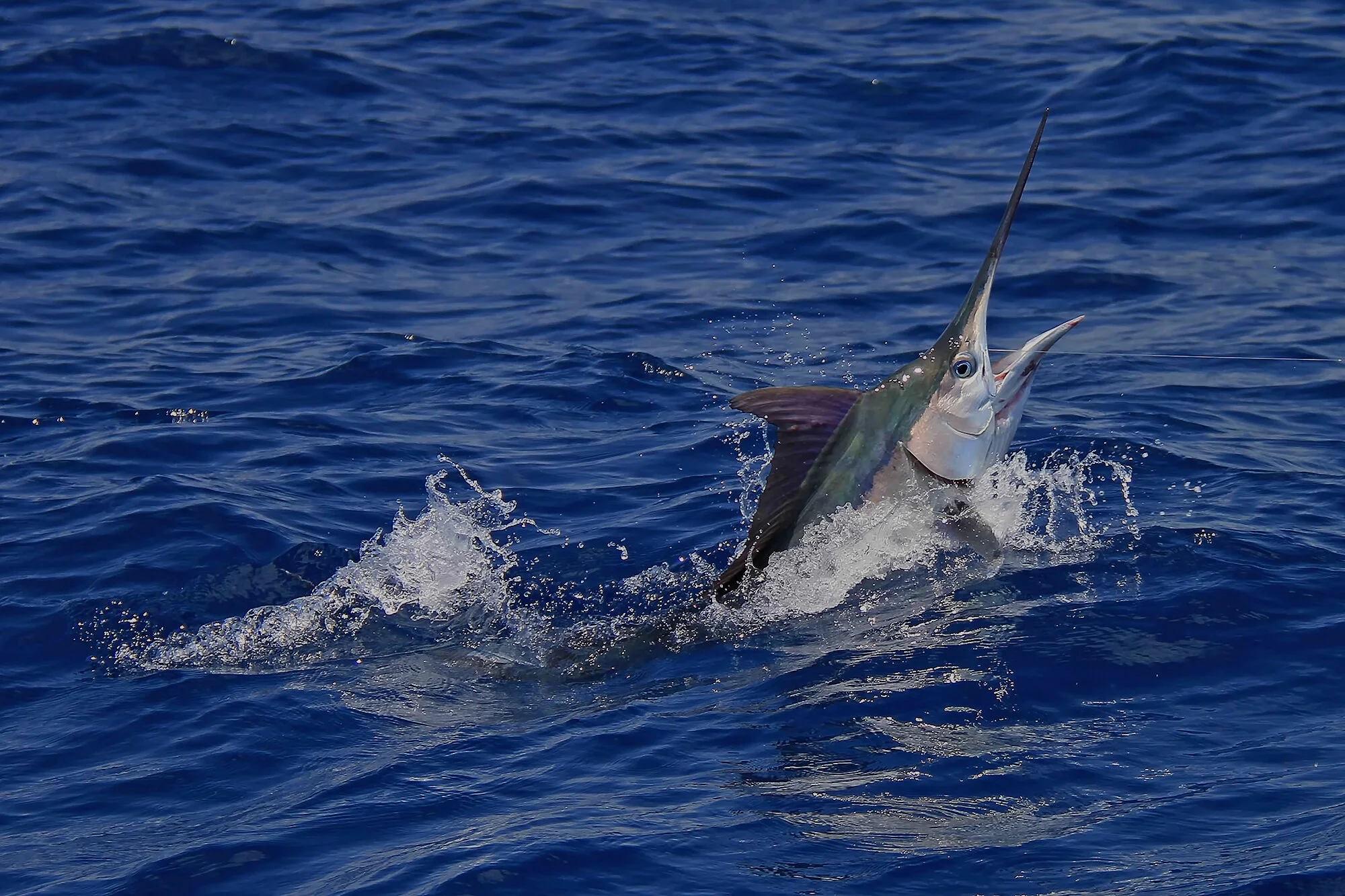 Grand slam boats of NEFL, LLC