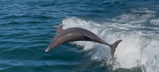 Suncoast Marine Group