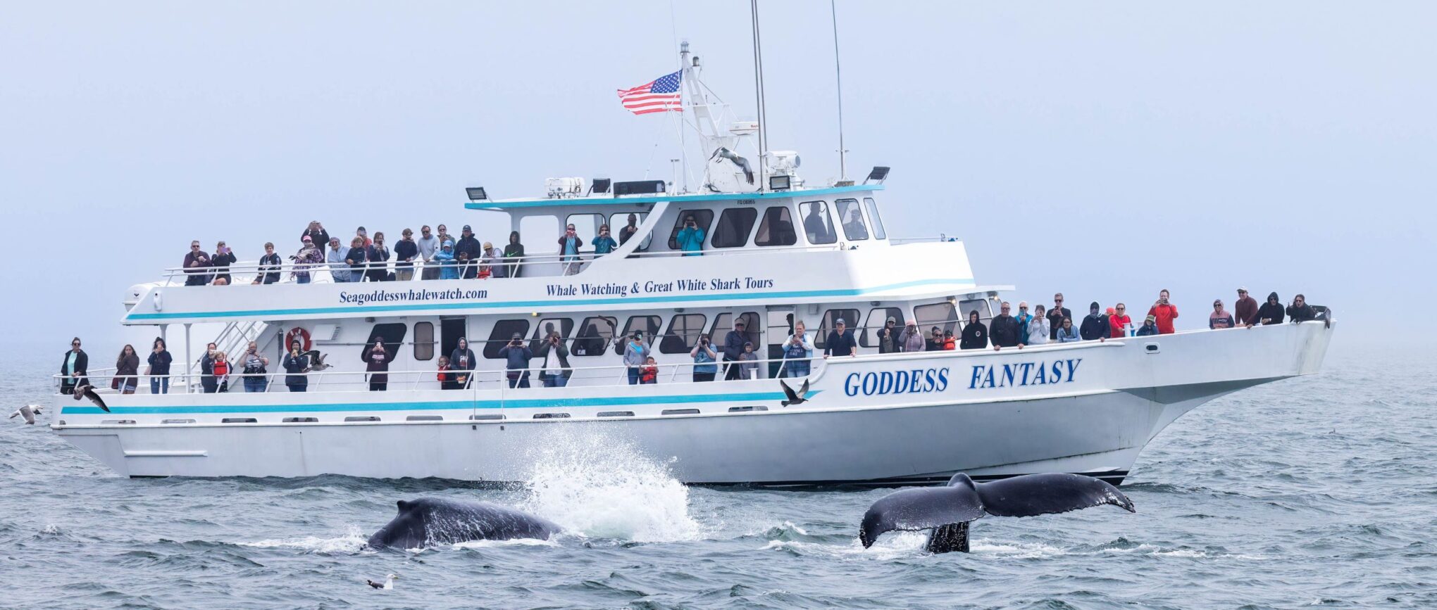 Sea Goddess Whale Watching