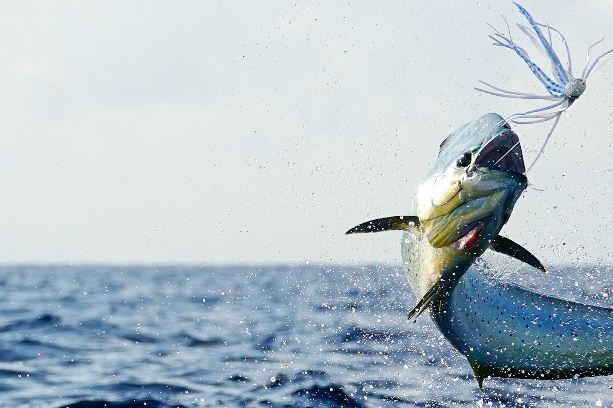 Pensacola Fishing Co. Inshore & Offshore Charters