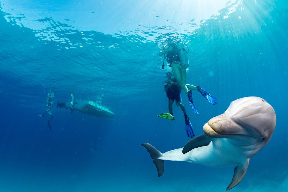 Dolphin & Snorkeling Tours Panama City Beach