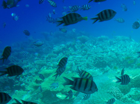 Mar Don Auto Boat Rv