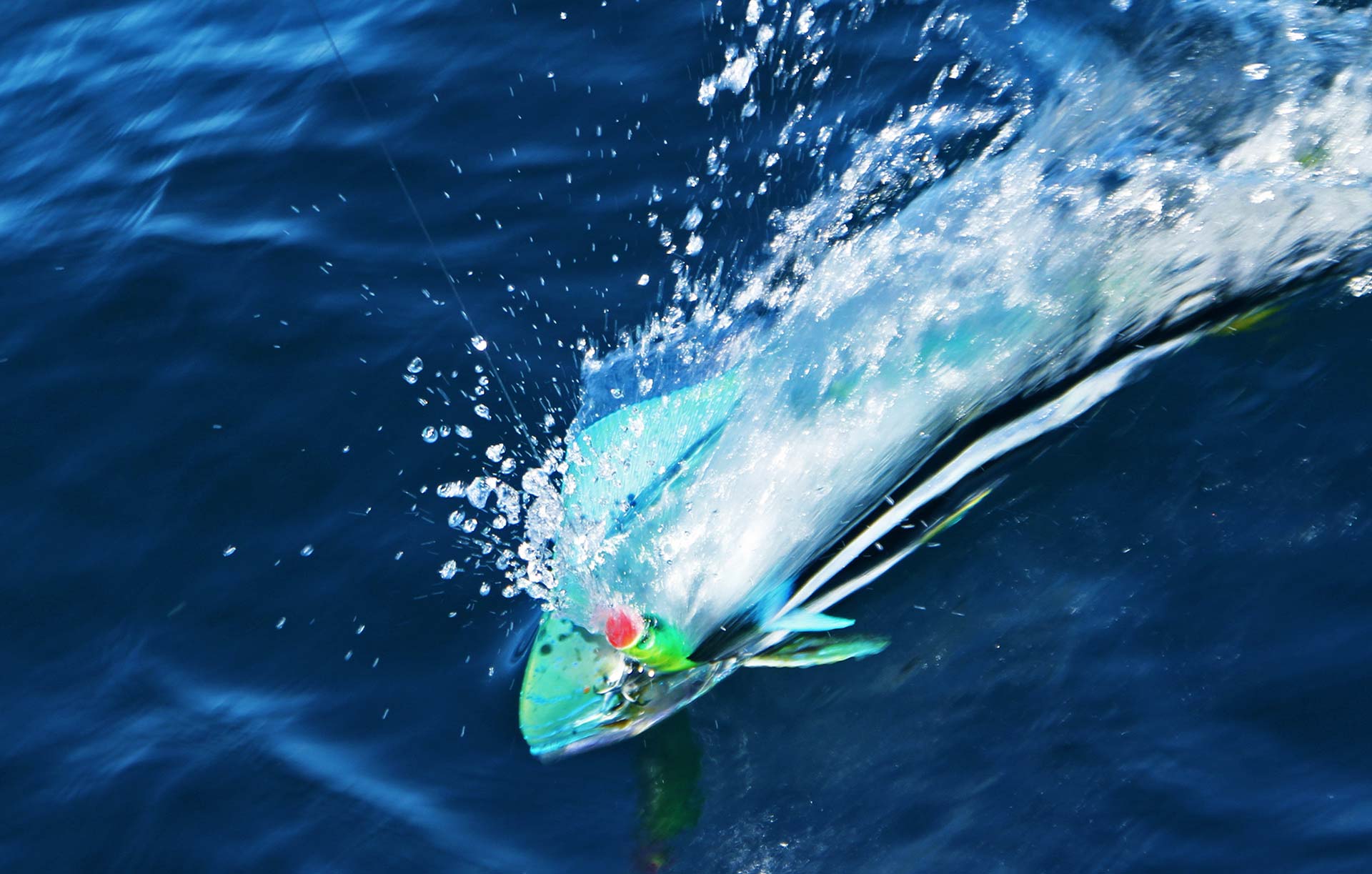 SaltH2o Custom Tackle