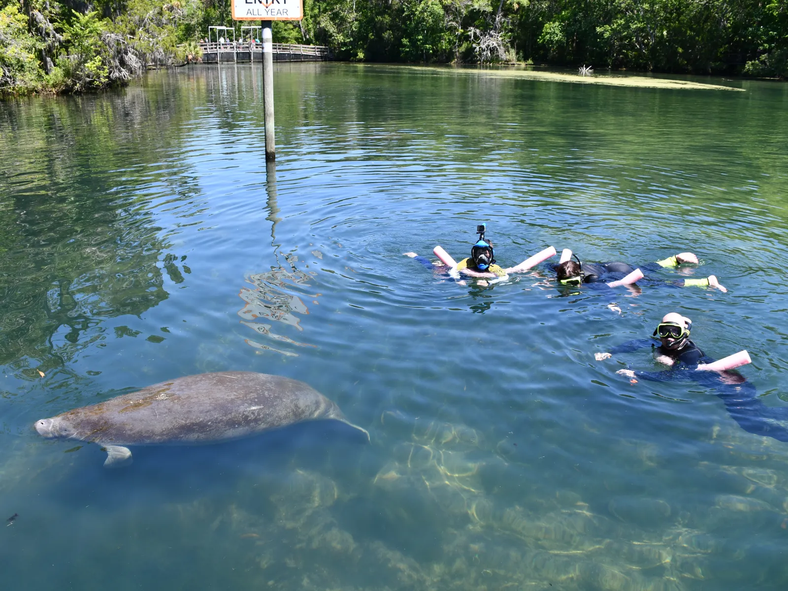 Swim with Manatees