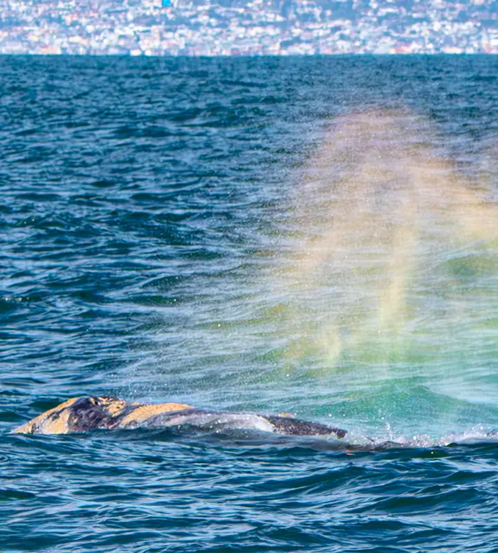 Redondo Beach Whale Watch