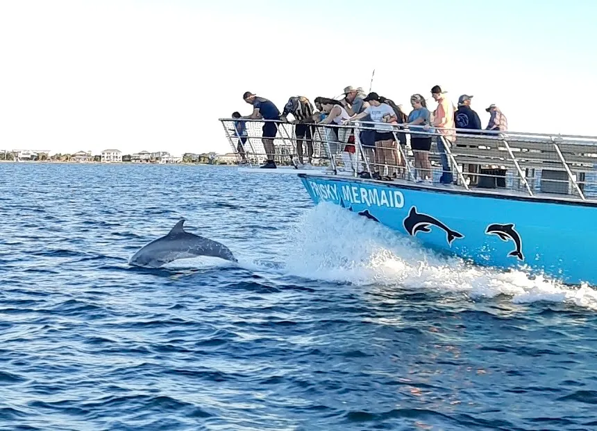 Frisky Mermaid Dolphin Tours & Pontoon Boat Rentals