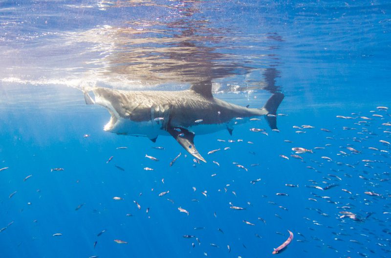 Islander Charters Inc