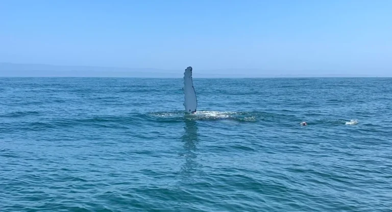 Santa Cruz Boat Rentals