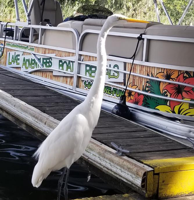 Lake Adventures Boat Rentals