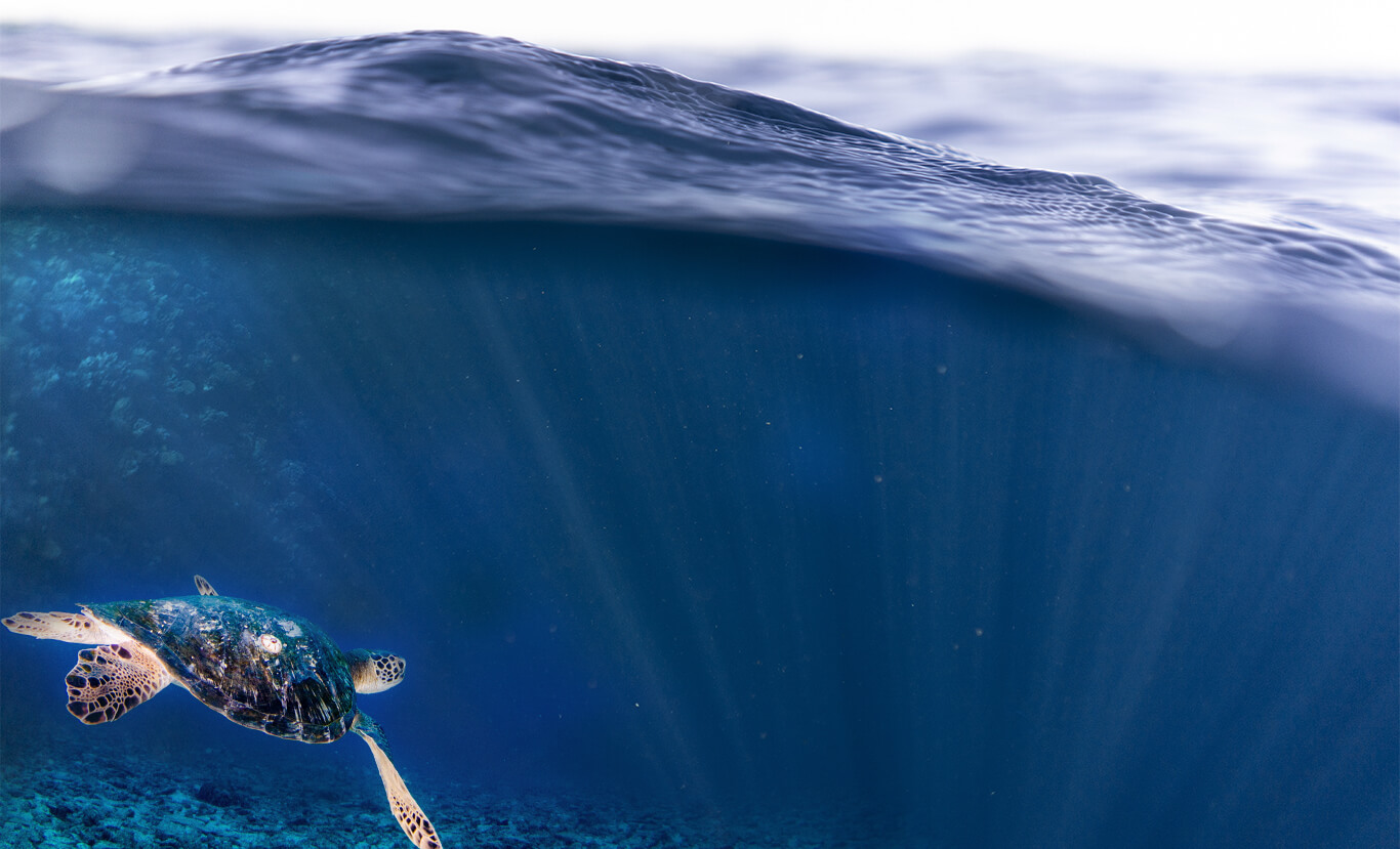 Loggerhead Marina – Hollywood