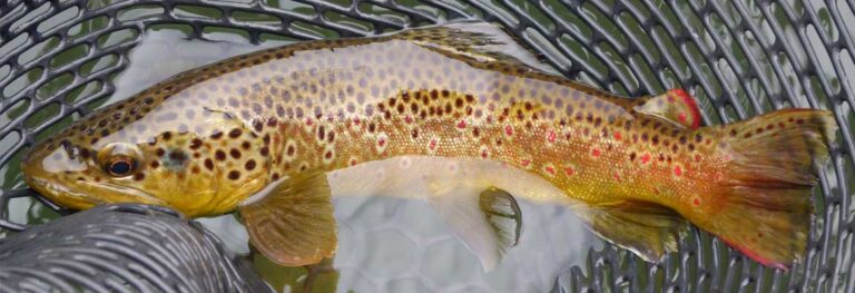 Elk Creek Outfitters