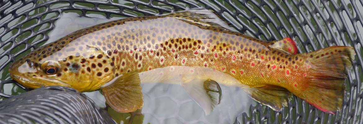 Elk Creek Outfitters