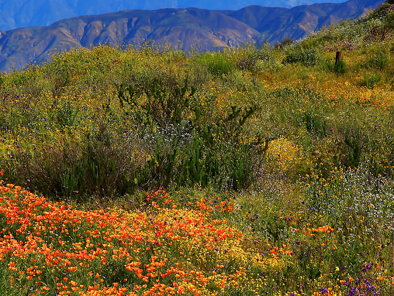 Diamond Valley Lake Marina
