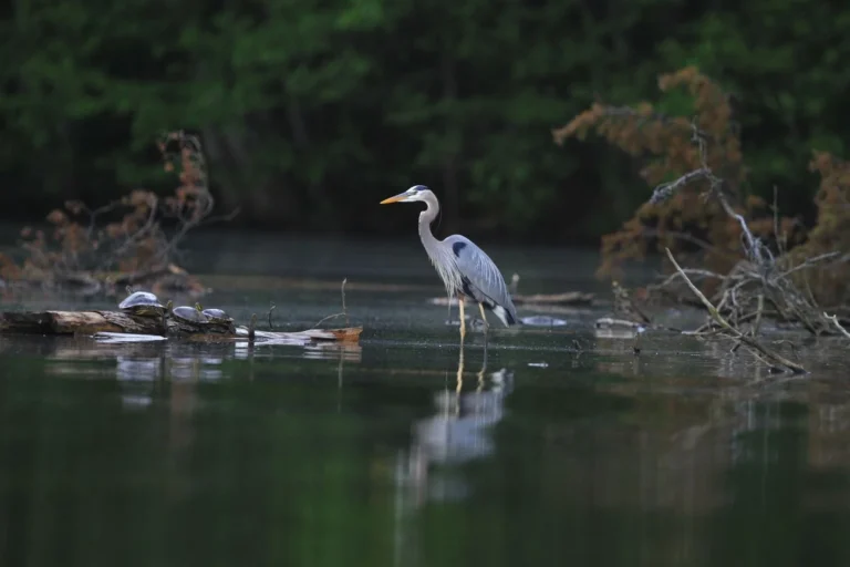 Lake Jeanette Association and Marina – Private