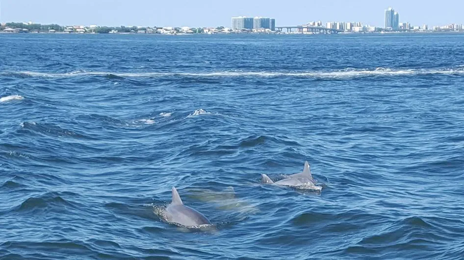 Dolphin Cruise Aboard Dolphin Tales