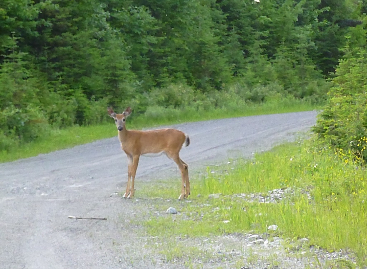 Moosehead Area Rentals