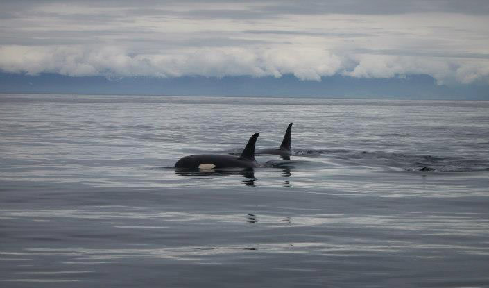 Alaska Fishing Charter