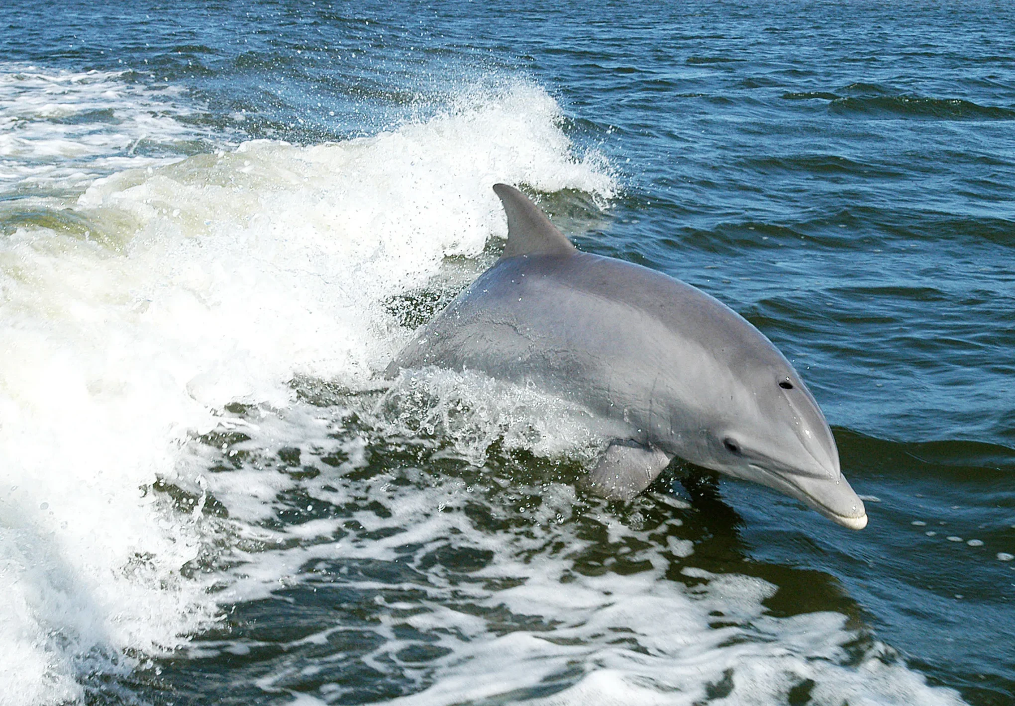 Dolphin Cruises Aboard Cruise Orange Beach