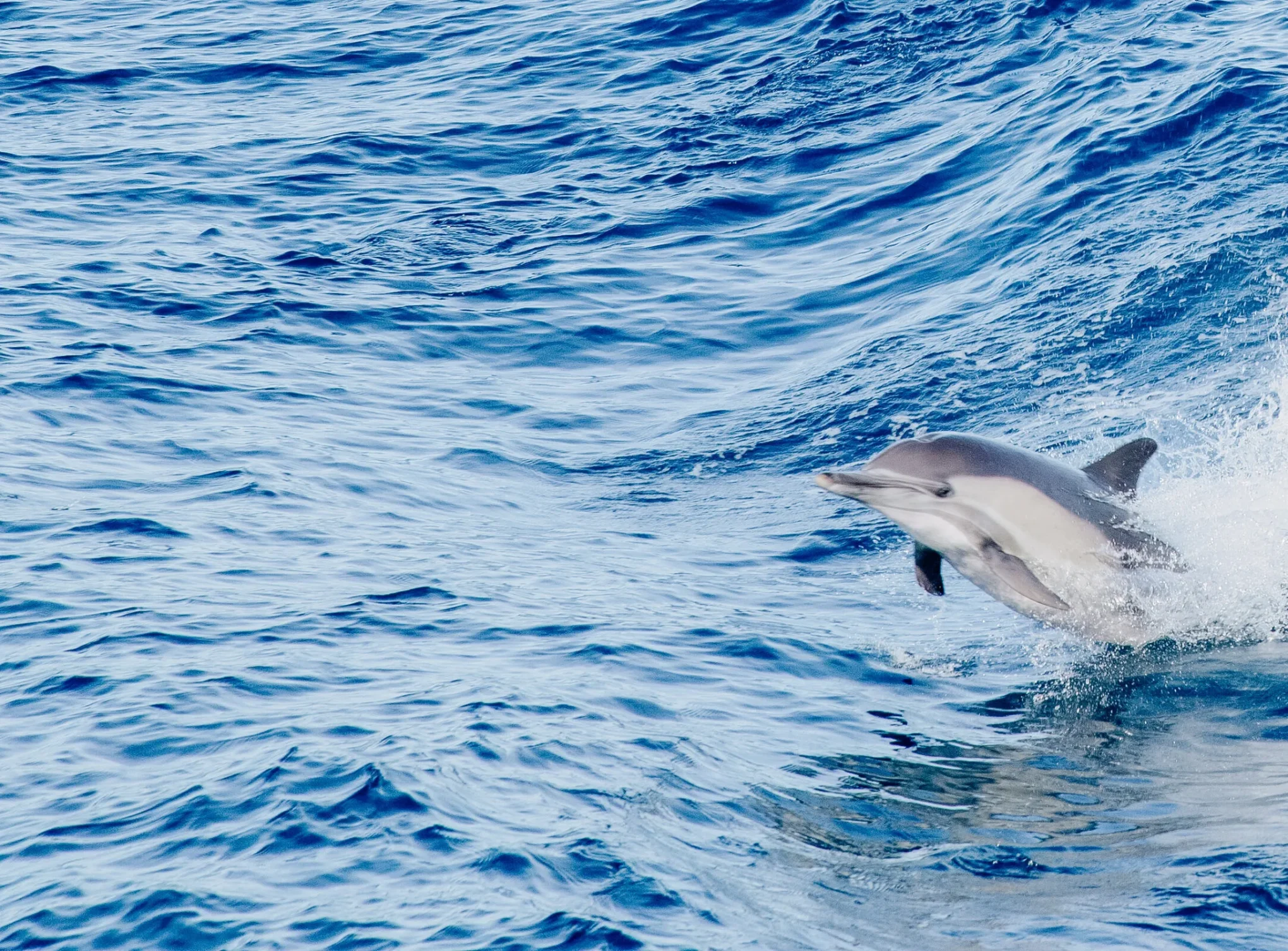Alabama Extreme Watersports