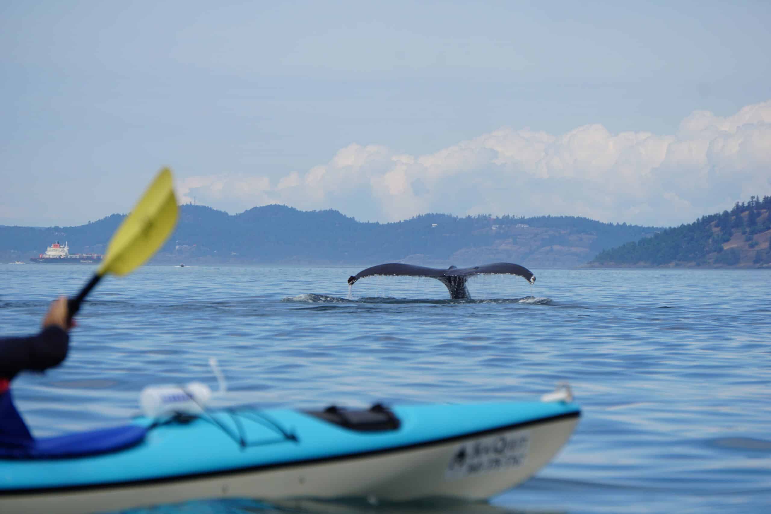 Sea Quest Kayak Tours