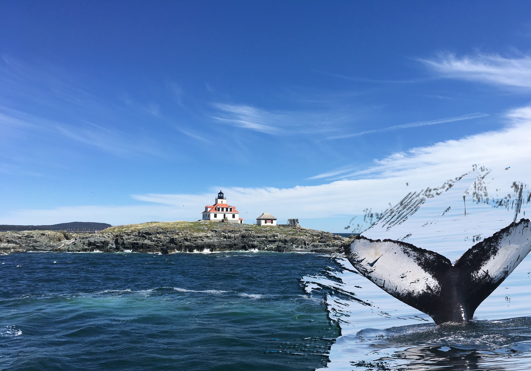 Bar Harbor Whale Watch Co