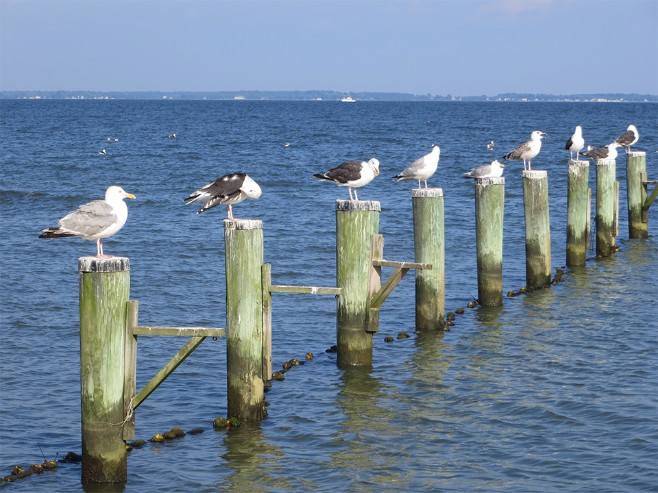 Oyster Harbor Private Community Dock