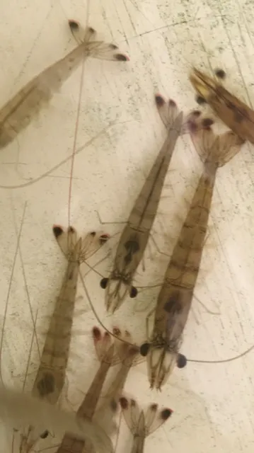 South Shore Bait & Marina