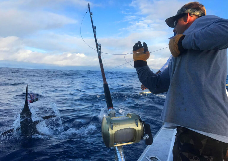 Live Bait Sport Fishing