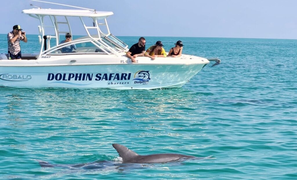 Dolphin Safari Charters